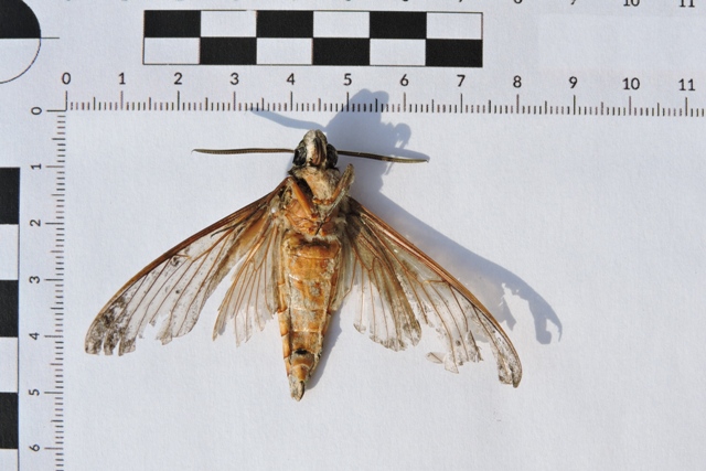 Unknown moth underside